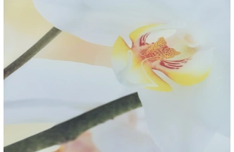 Кухонный стол Ривьера, фотопечать Цветы-5, стекло, каркас хром